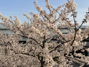 江東5区「築浅中古マンション相場・動向」(20年度)